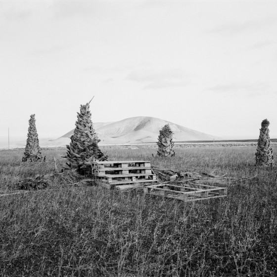 'Endémico' de Daniel Fleitas.jpg