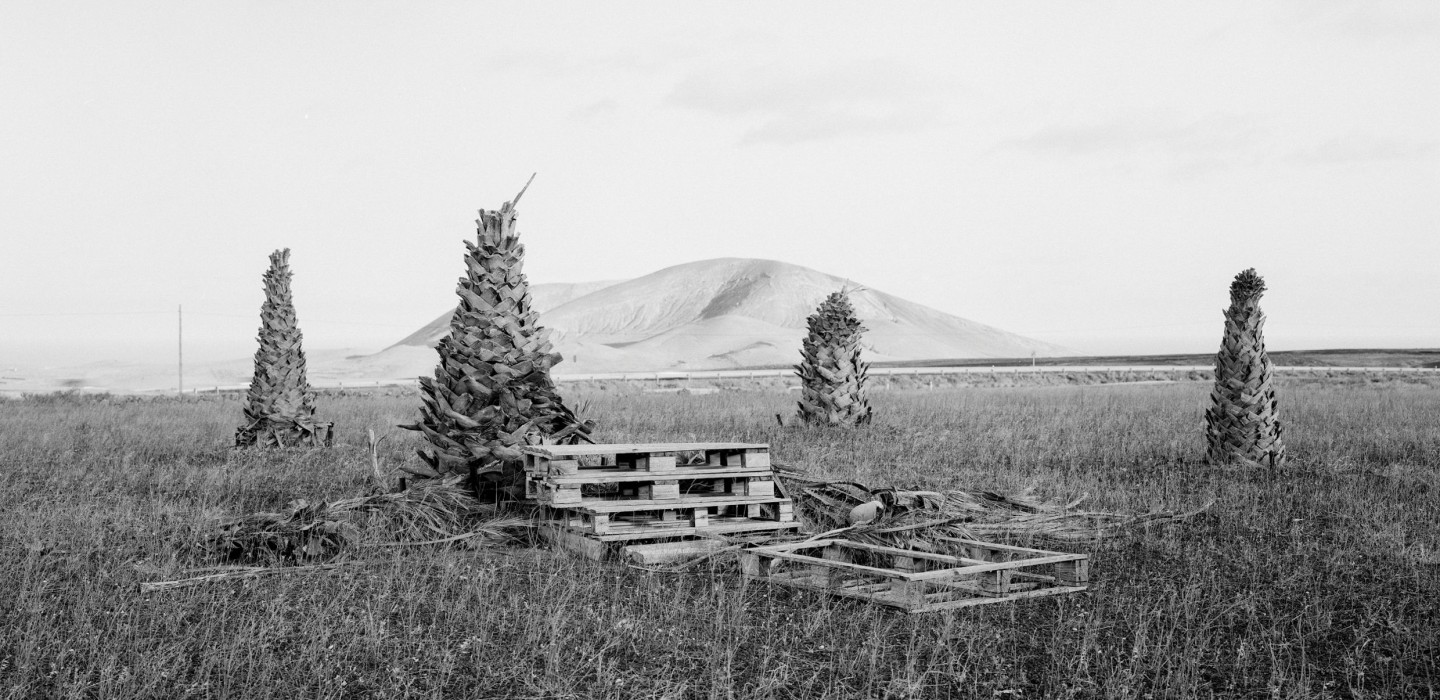 'Endémico' de Daniel Fleitas.jpg